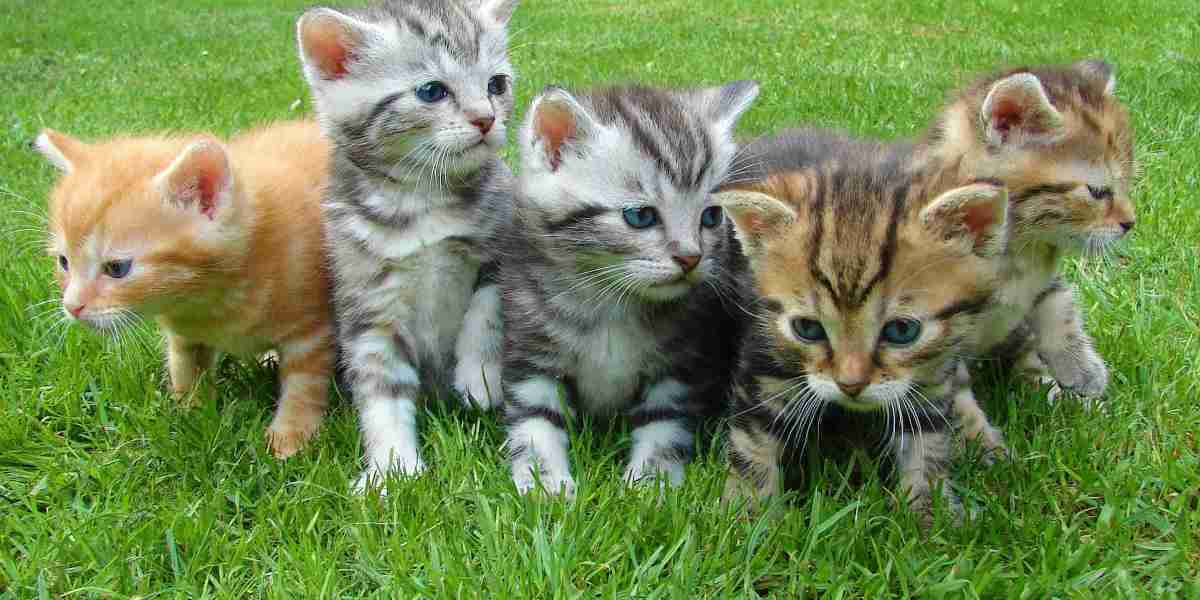 4 Consejos de alimentación de tu gatito